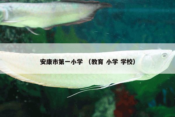 安康市第一小学是什么？安康市第一小学属于（教育和小学和学校）