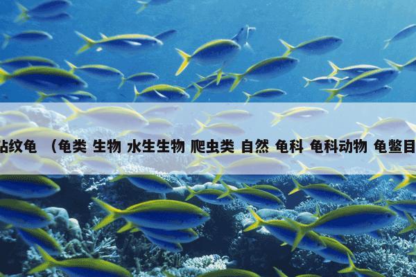 钻纹龟 （龟类 生物 水生生物 爬虫类 自然 龟科 龟科动物 龟鳖目）