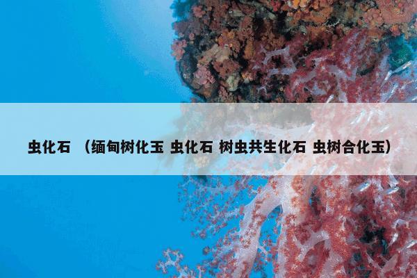 虫化石 （缅甸树化玉 虫化石 树虫共生化石 虫树合化玉）