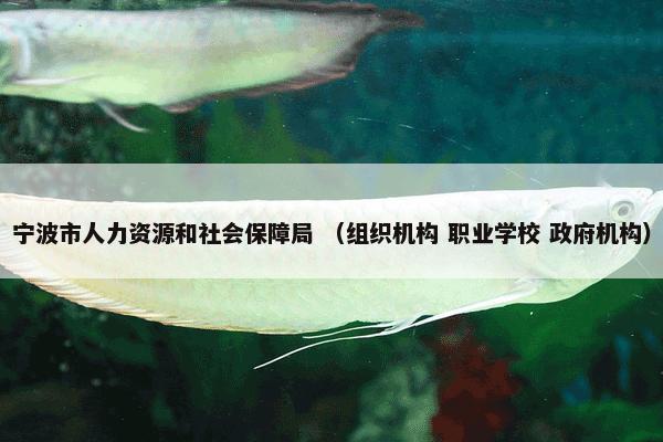 宁波市人力资源和社会保障局是什么意思？相关宁波市人力资源和社会保障局一起来了解