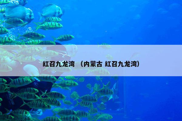 红召九龙湾是什么？相关红召九龙湾解说