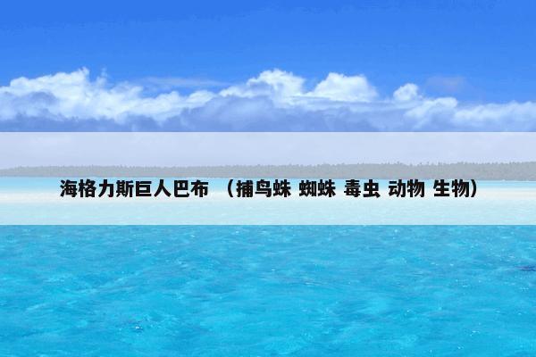 海格力斯巨人巴布 （捕鸟蛛 蜘蛛 毒虫 动物 生物）