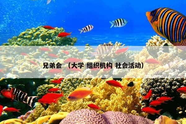 兄弟会 （大学 组织机构 社会活动）